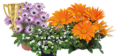 Balkon- en Terrasplanten