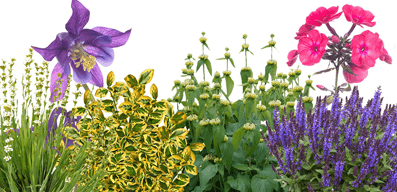 Vaste planten & sierheesters