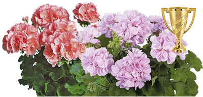 Geraniums