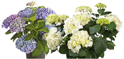 Hortensia groot