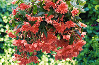 Hangbegonia