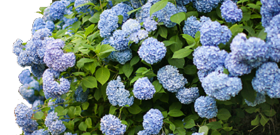 Grote Hortensia