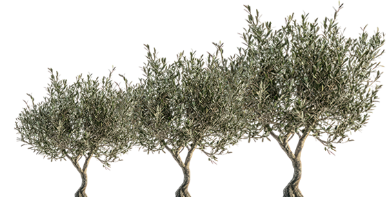 Olijfboom