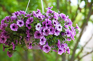 Hangpetunia