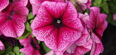 Petunia, Surfinia, Hangpetunia