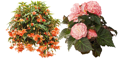 Hangbegonia, Knolbegonia