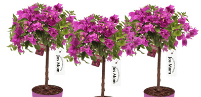 Bougainville