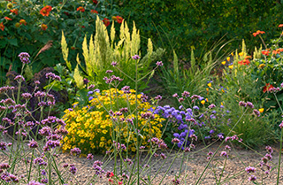 vaste planten