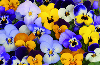 violen