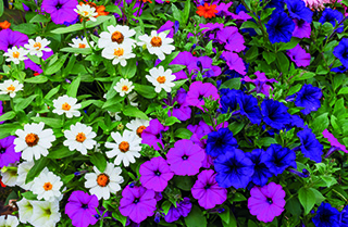 zomerbloeiers