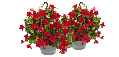 Sundaville hangplant