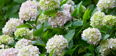 Hortensia XL