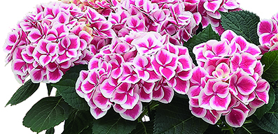 Hortensia XL