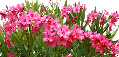Oleander