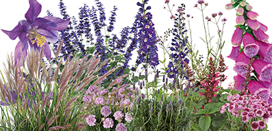 Vaste planten & sierheesters