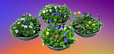 Bakje Gemengde Violen