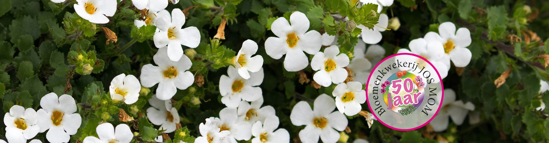 bacopa