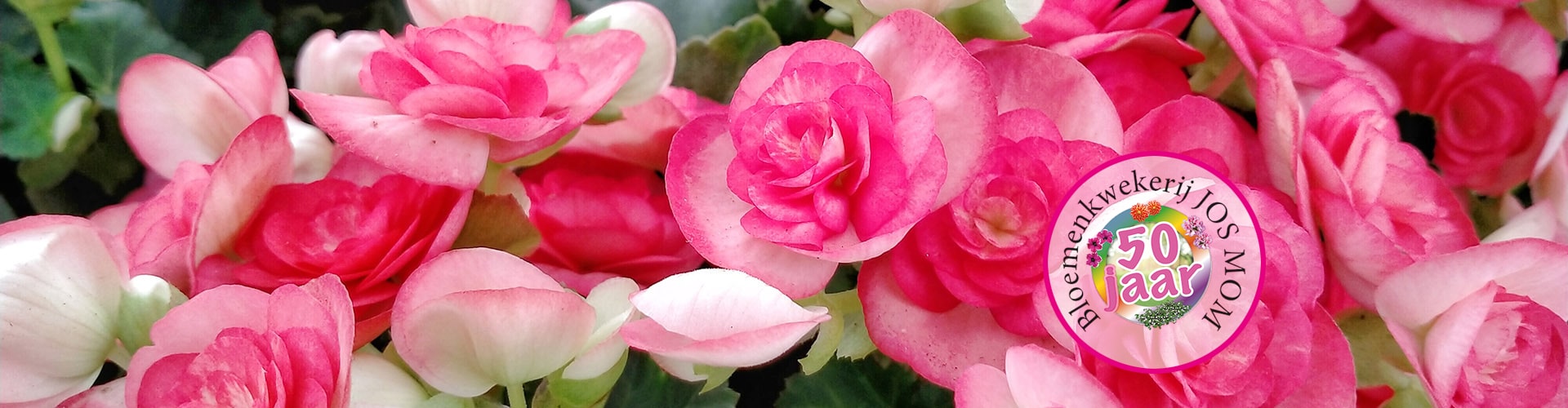begonia