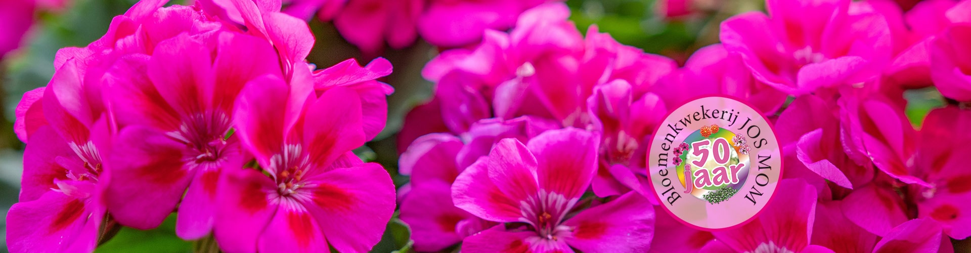 geranium