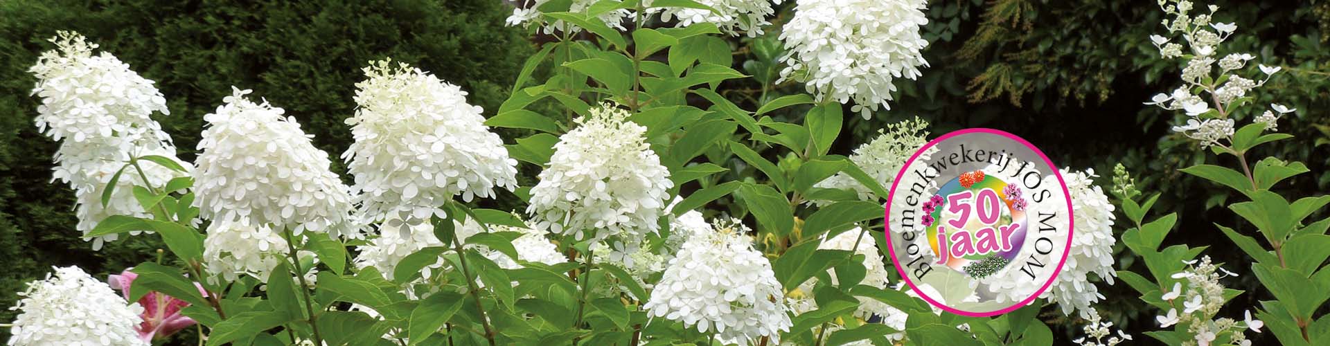 hortensia