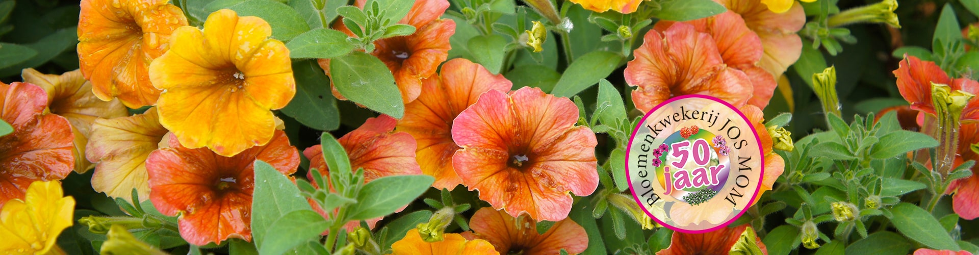 petunia