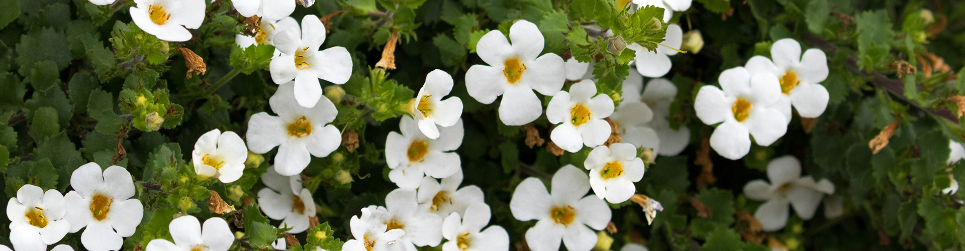 bacopa