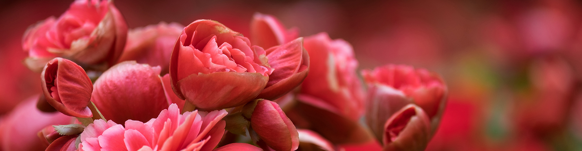 begonia