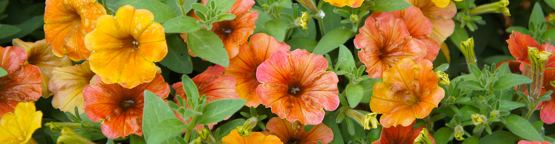 petunia